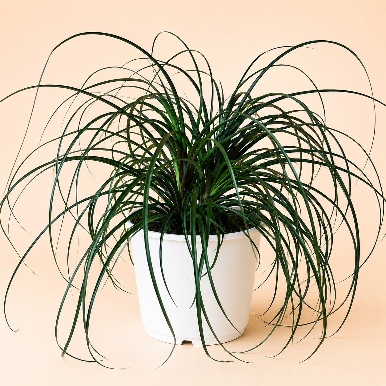 Ponytail Palm