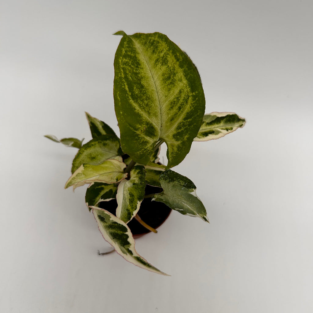 Syngonium Starlite
