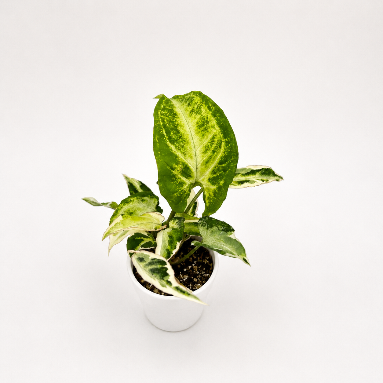 Syngonium Starlite