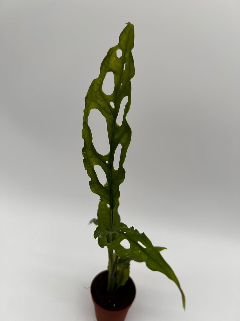 Monstera Obliqua Peru