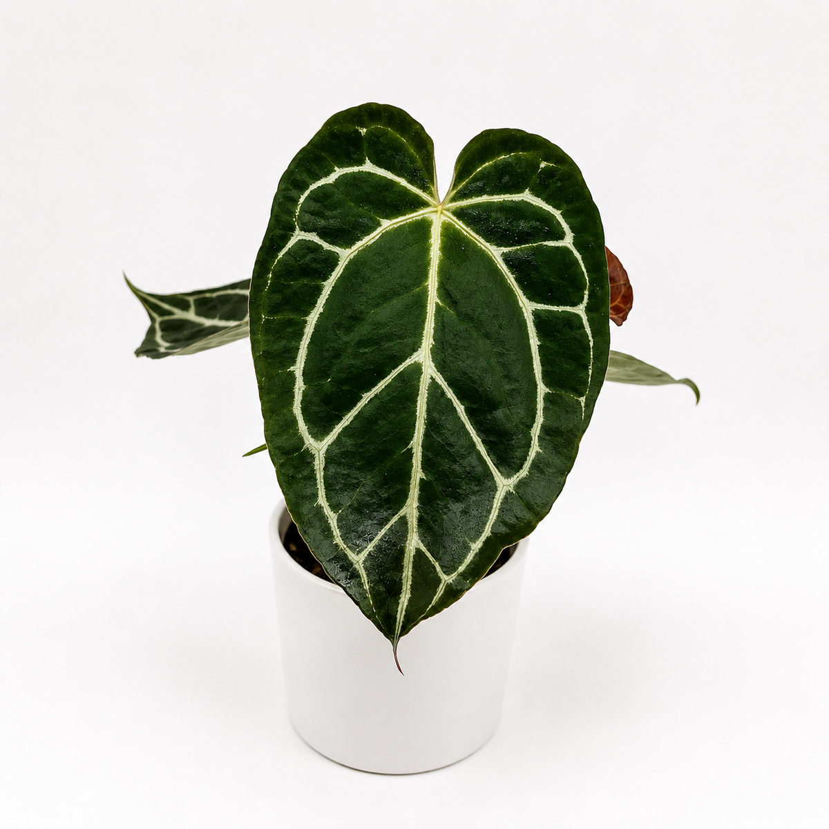 Anthurium Crystallinum
