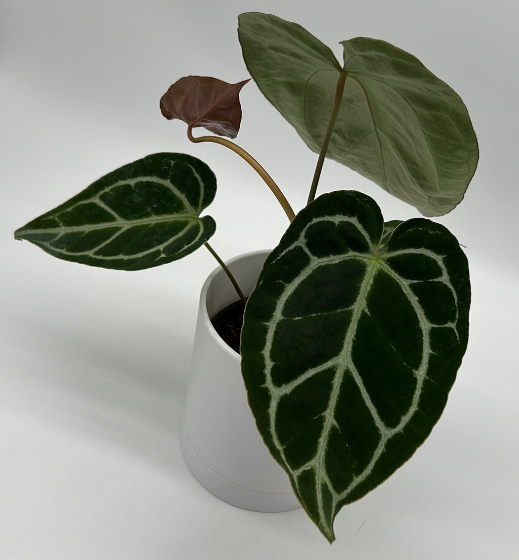 Anthurium Crystallinum