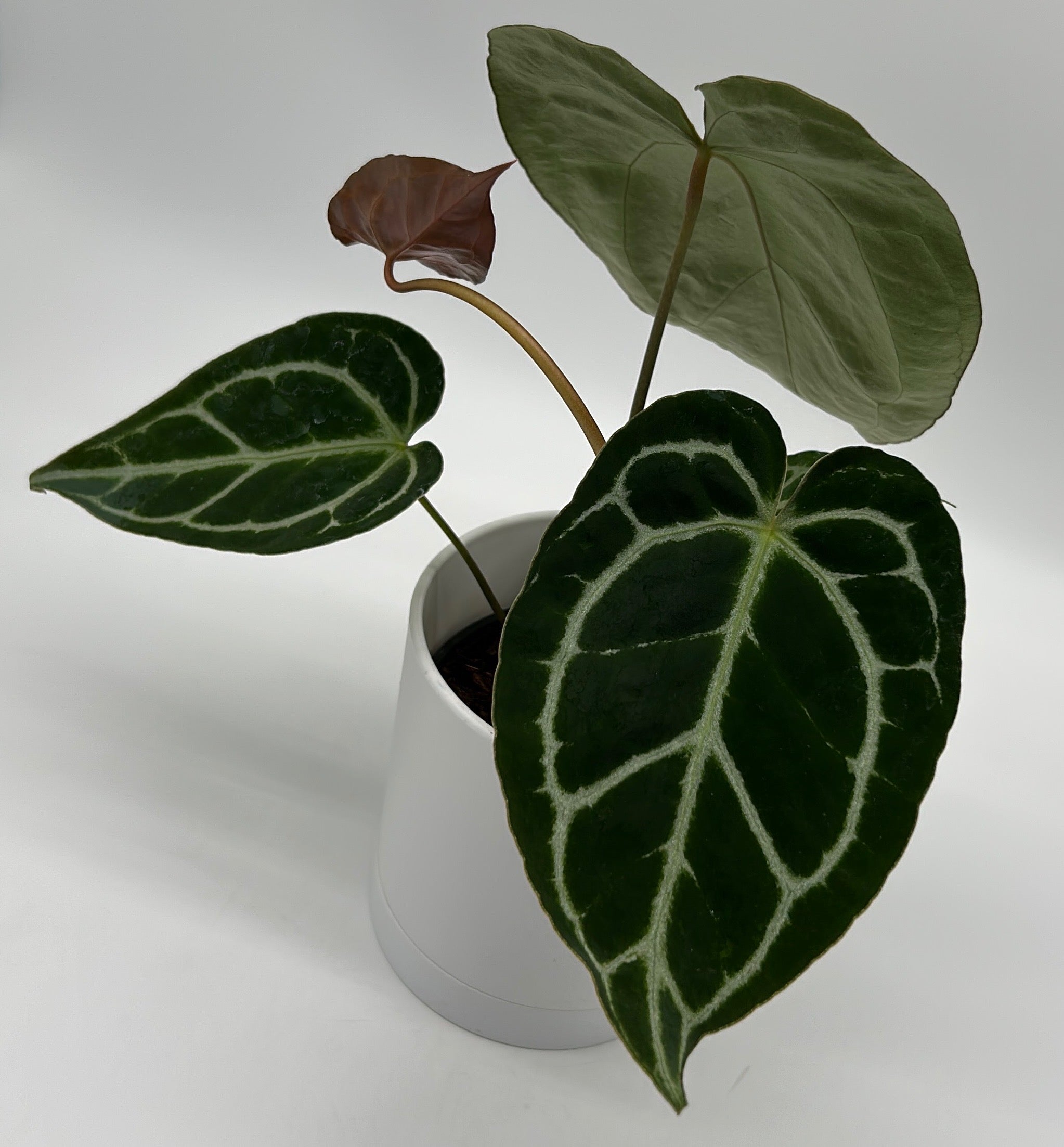 Anthurium Crystallinum