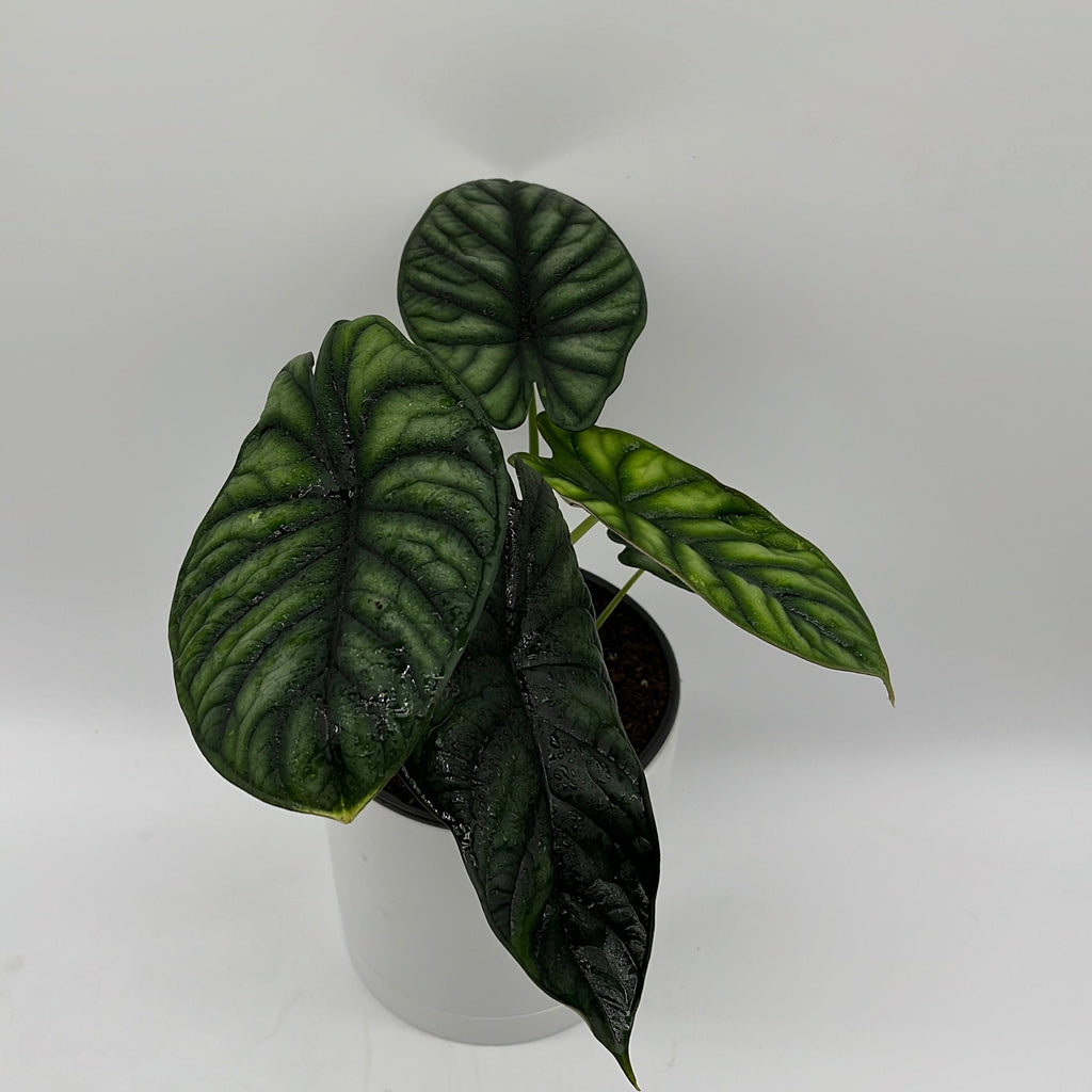 Alocasia Baginda 'Dragon Scale'
