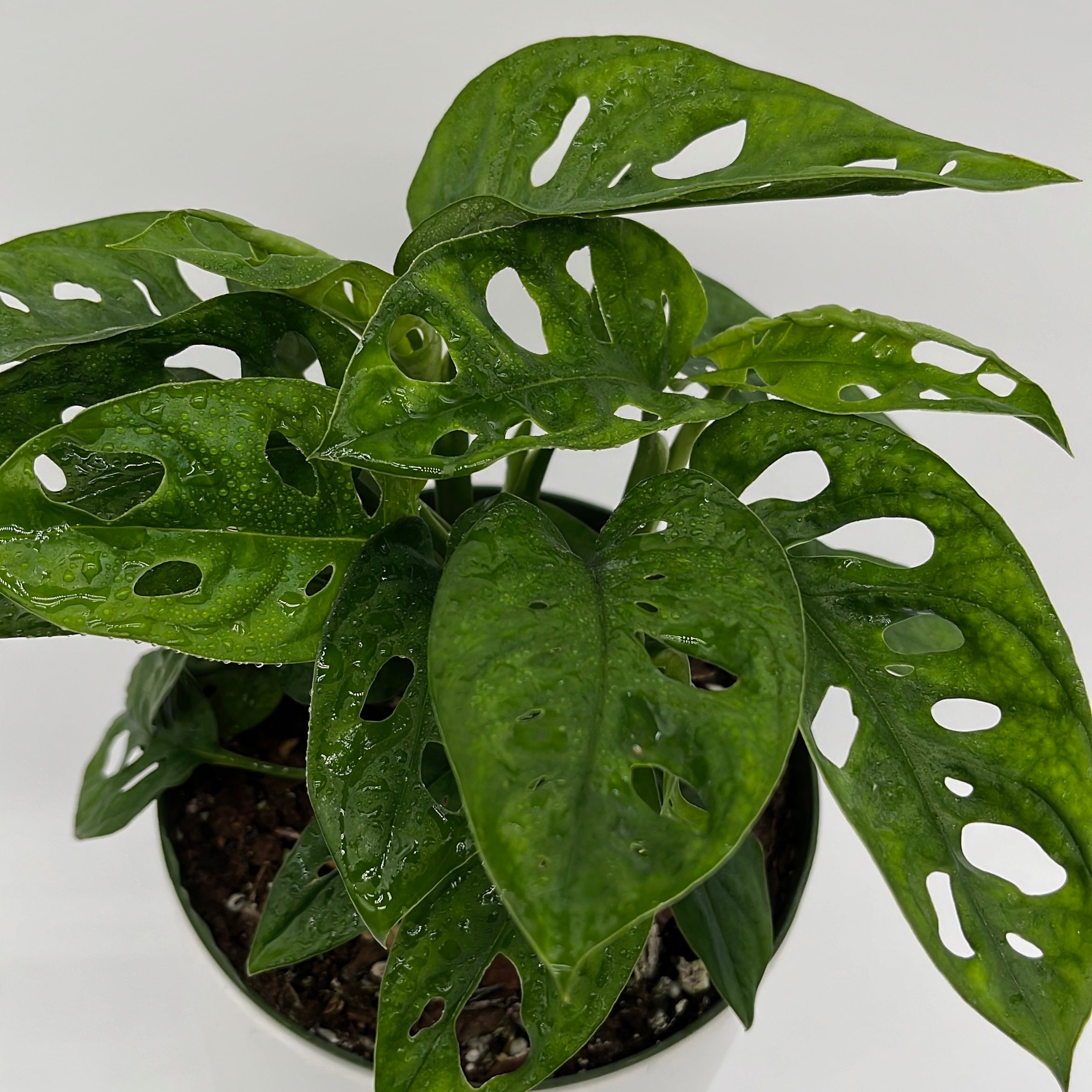 Monstera Adansonii (Swiss Cheese Plant)