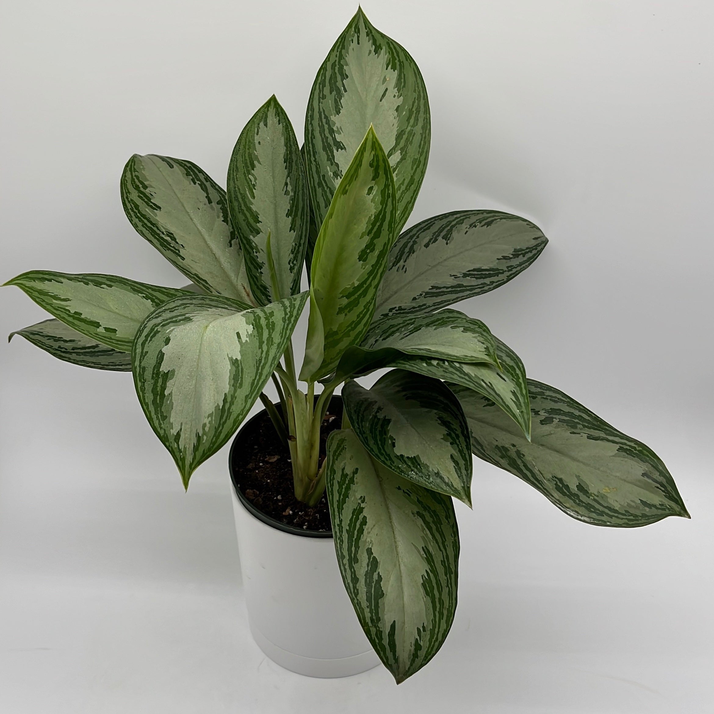 Aglaonema Silver Bay