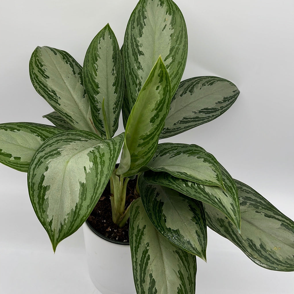 Aglaonema Silver Bay