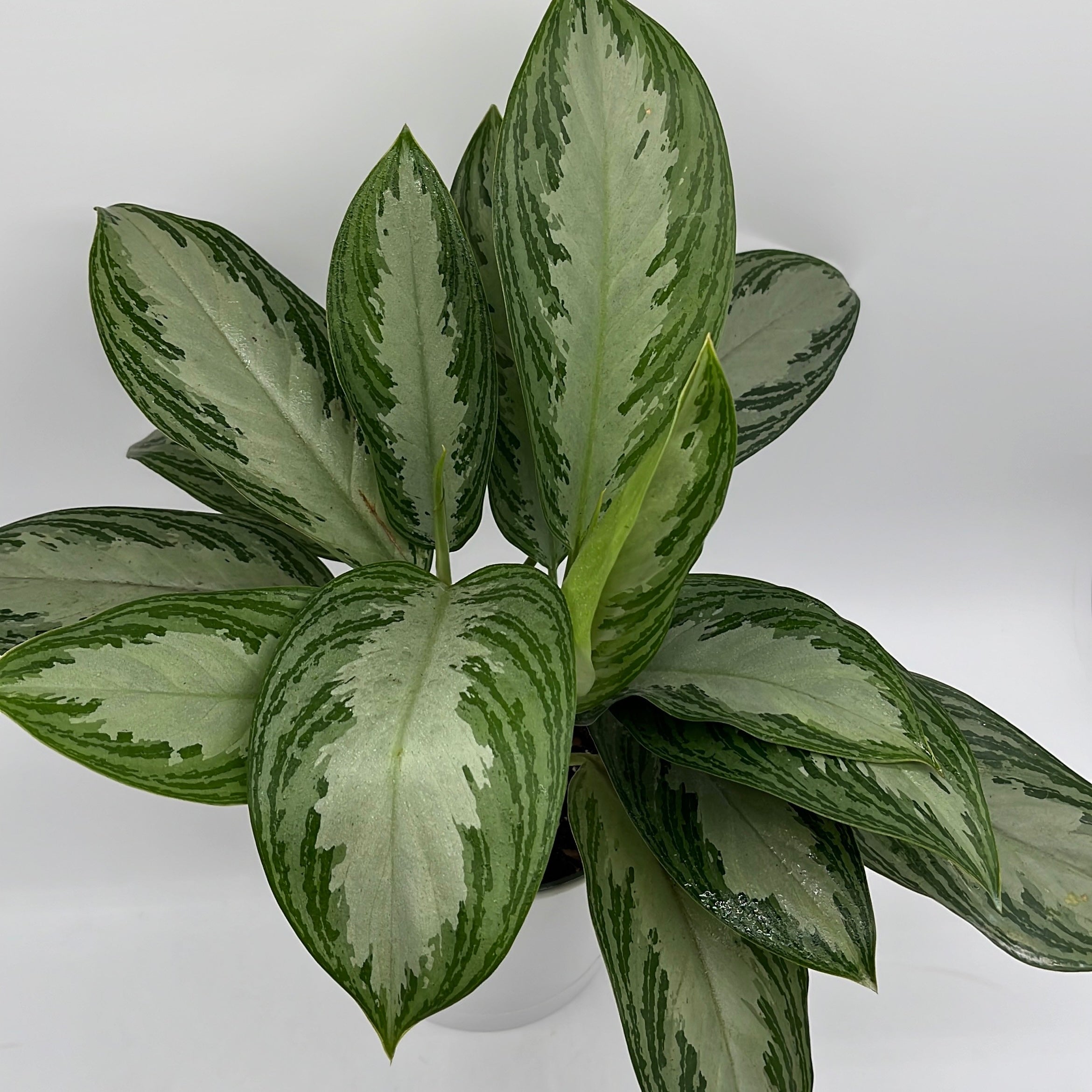 Aglaonema Silver Bay