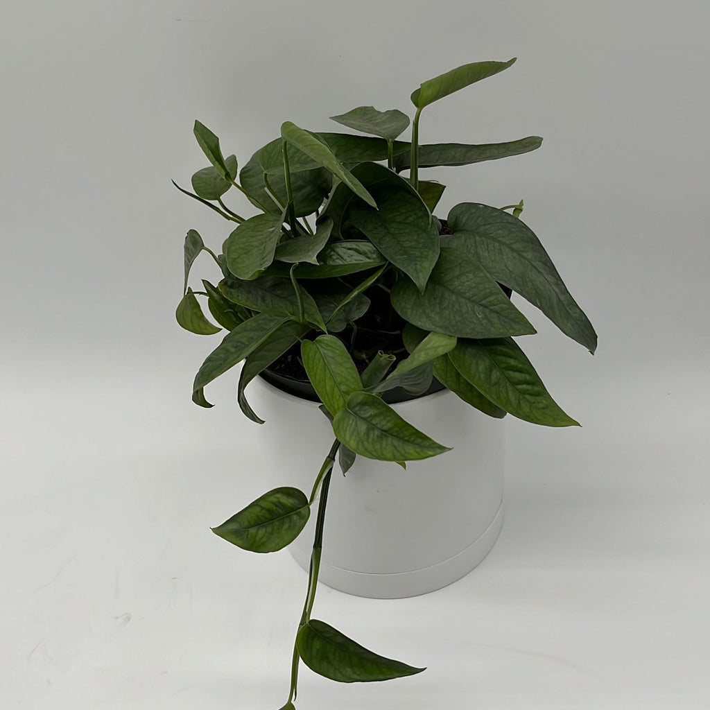 Pothos Cebu Blue