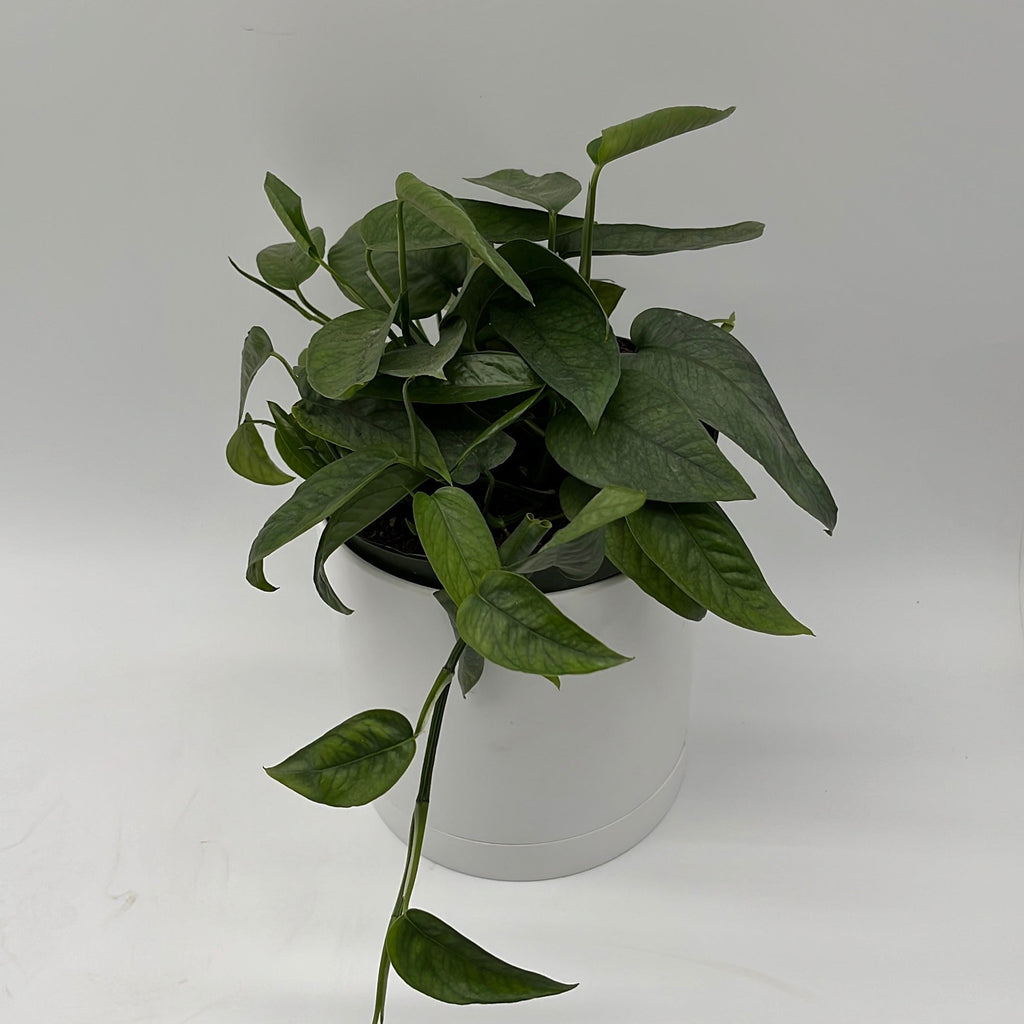 Pothos Cebu Blue