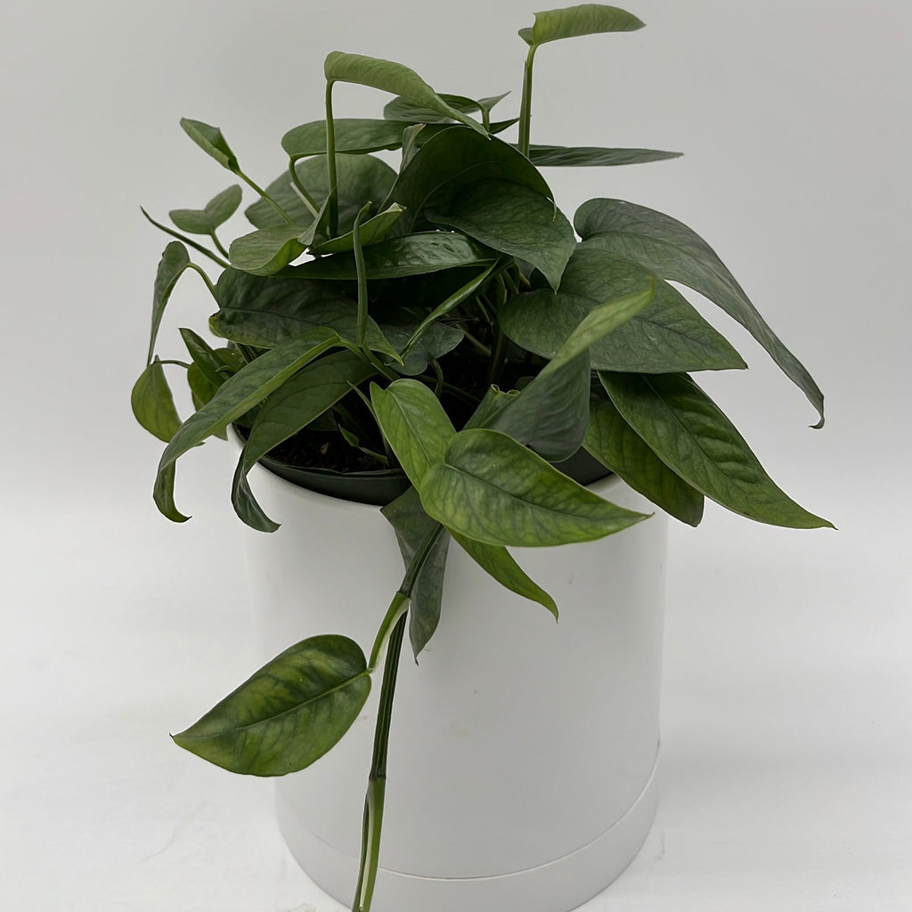 Pothos Cebu Blue
