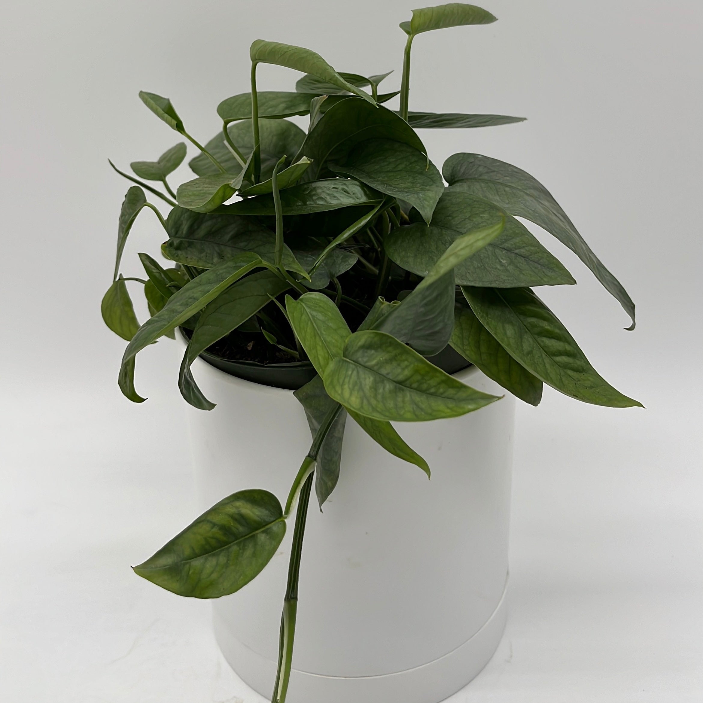 Pothos Cebu Blue