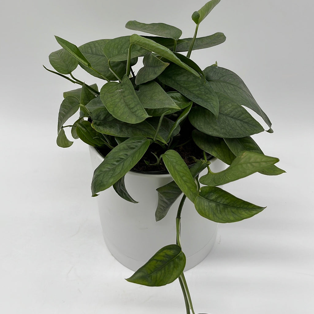 Pothos Cebu Blue