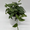 Pothos Cebu Blue
