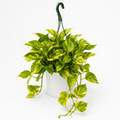 Pothos Neon Queen