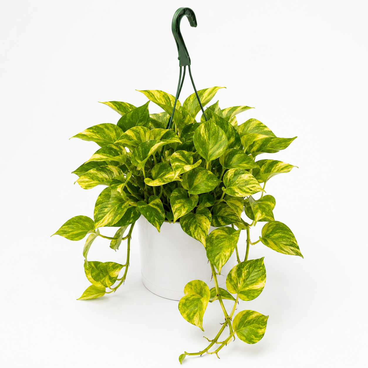 Pothos Neon Queen