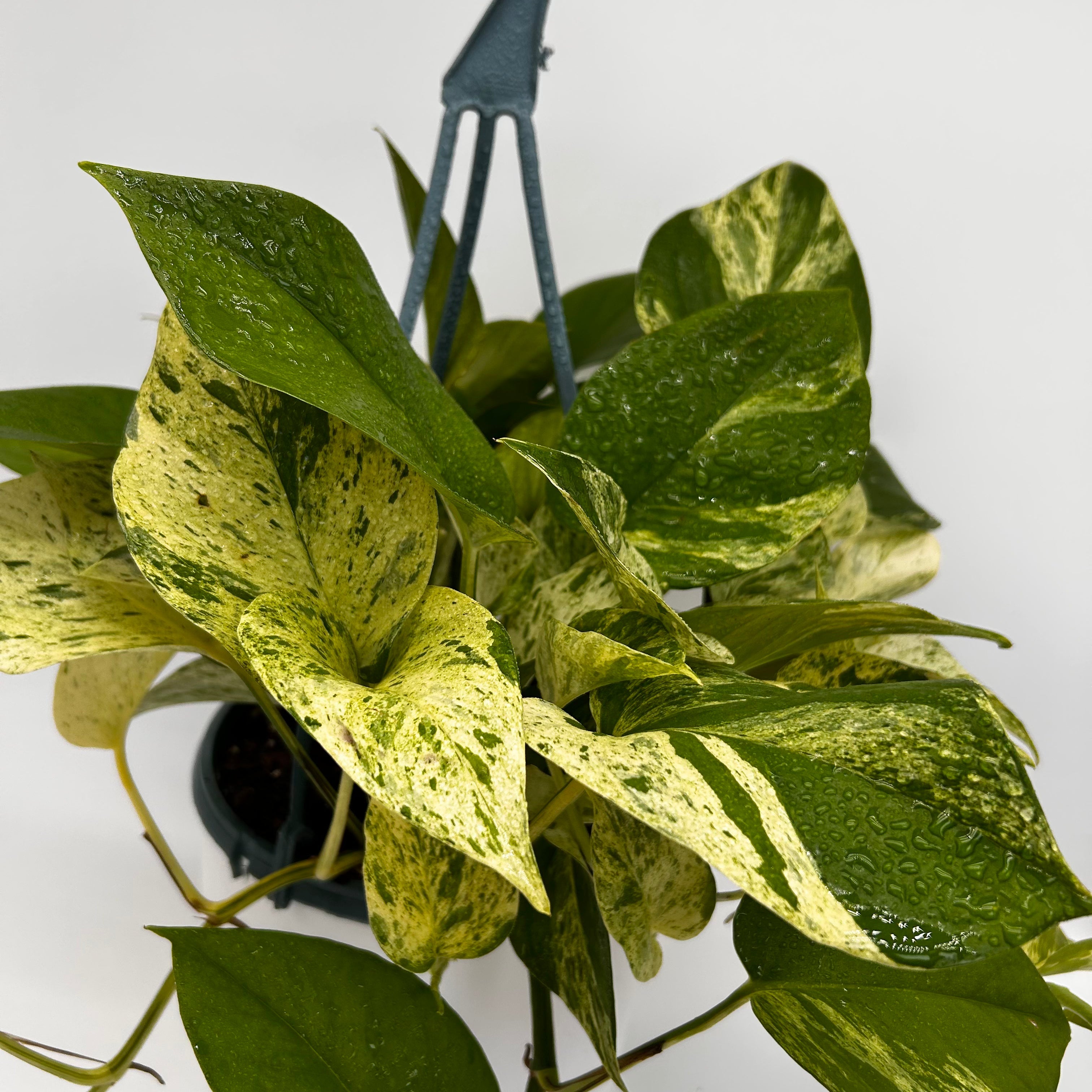 Pothos Marble Queen