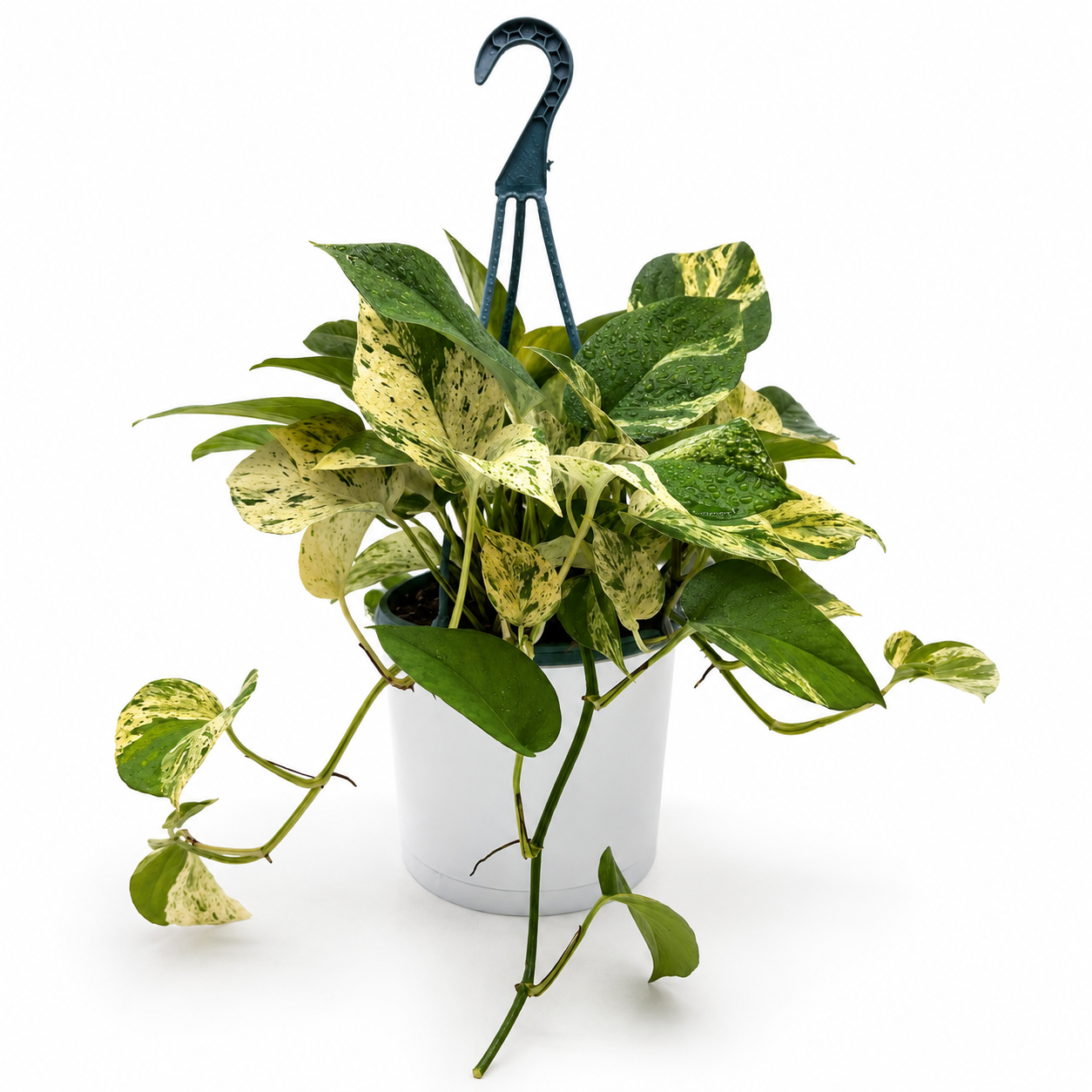 Pothos Marble Queen