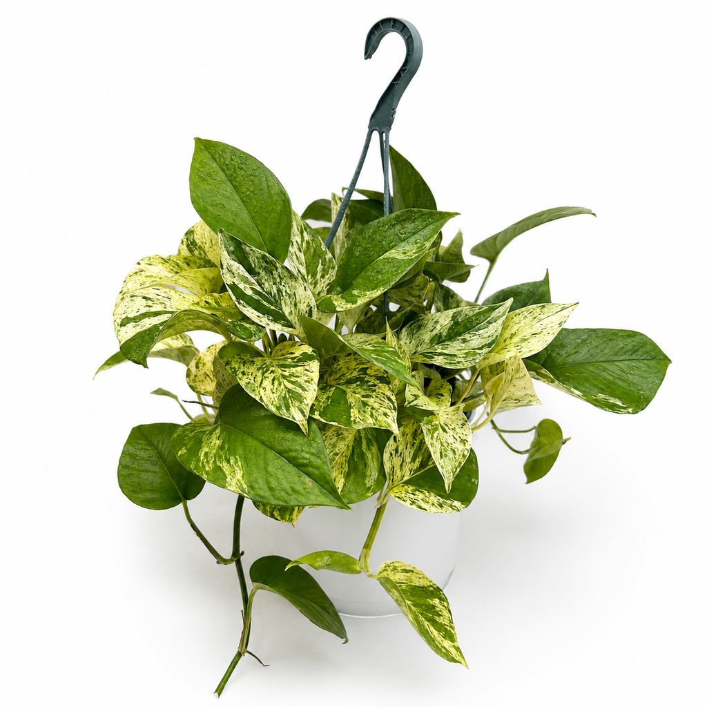 Pothos Marble Queen