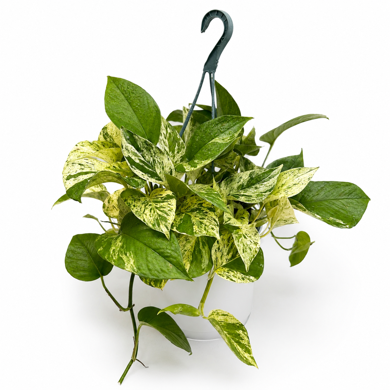 Pothos Marble Queen