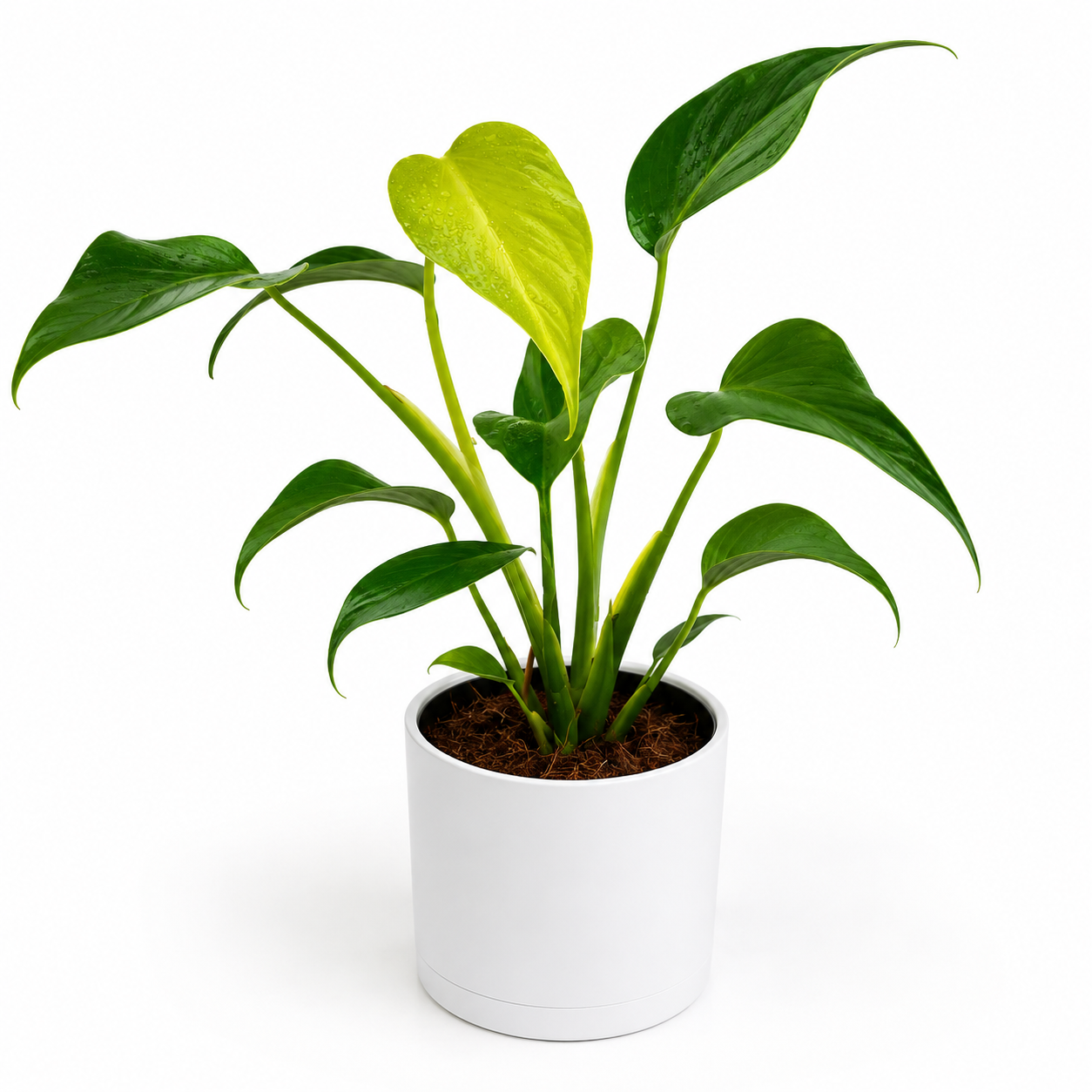 Monstera Burle Marx Flame