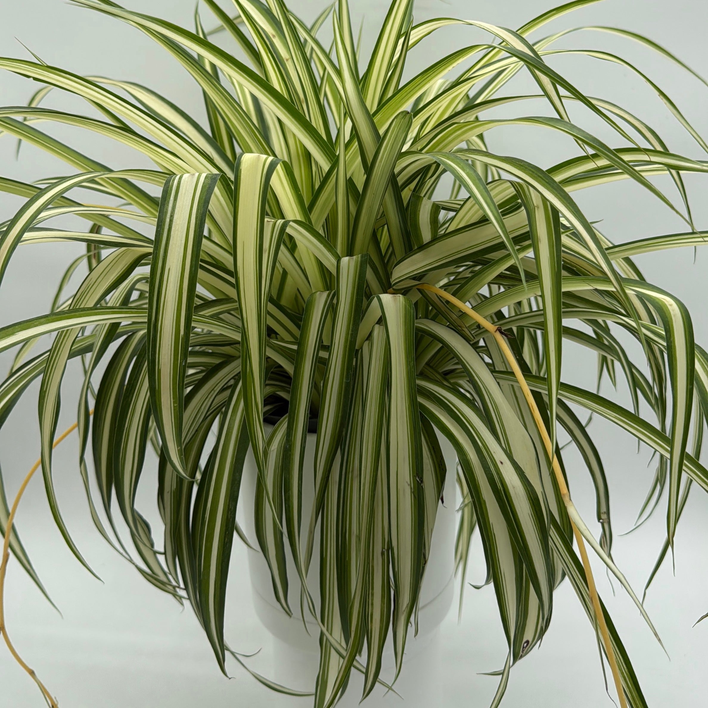 Inner Variegated Spider Plant