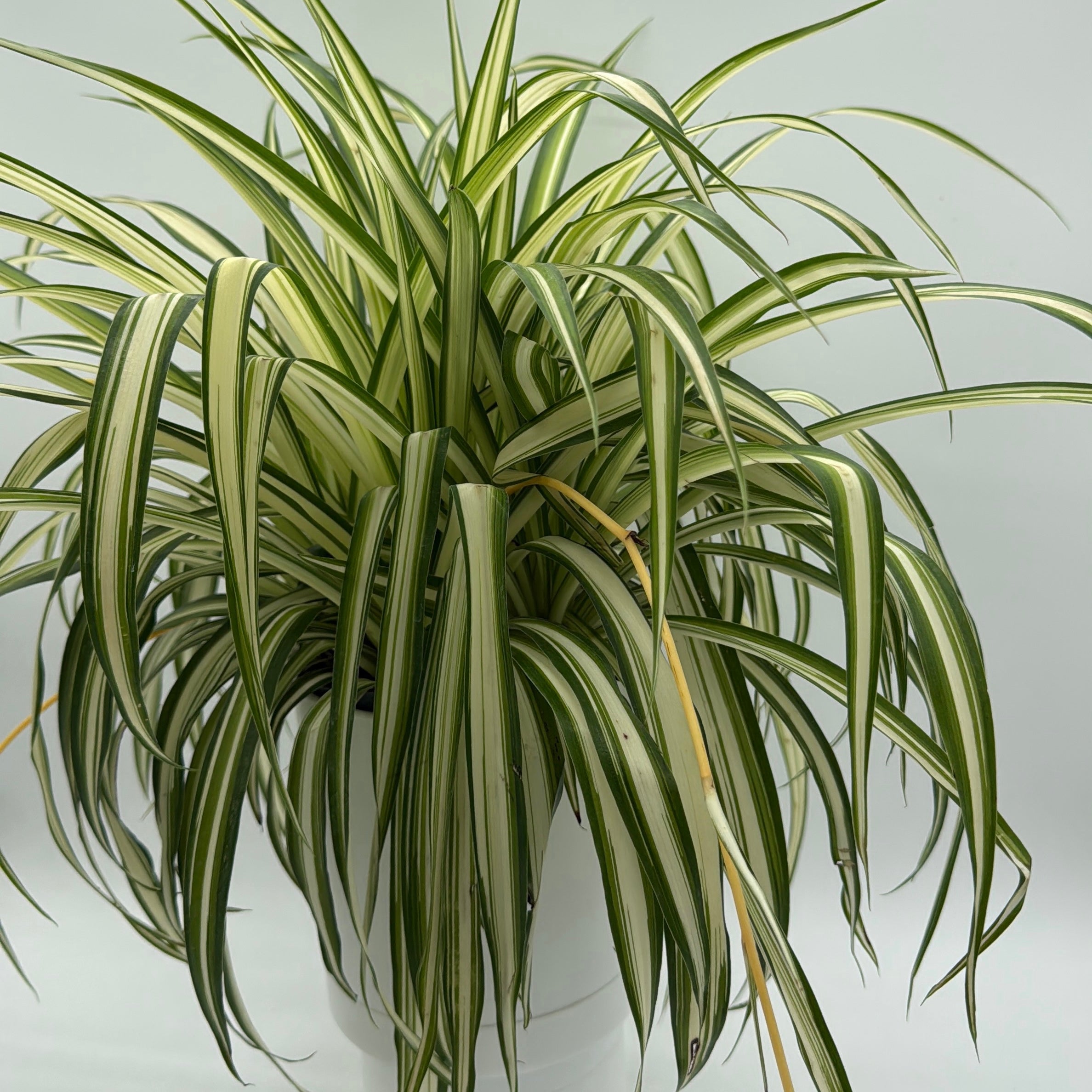 Inner Variegated Spider Plant