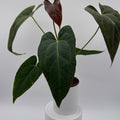Anthurium Red Crystal Crystallinum