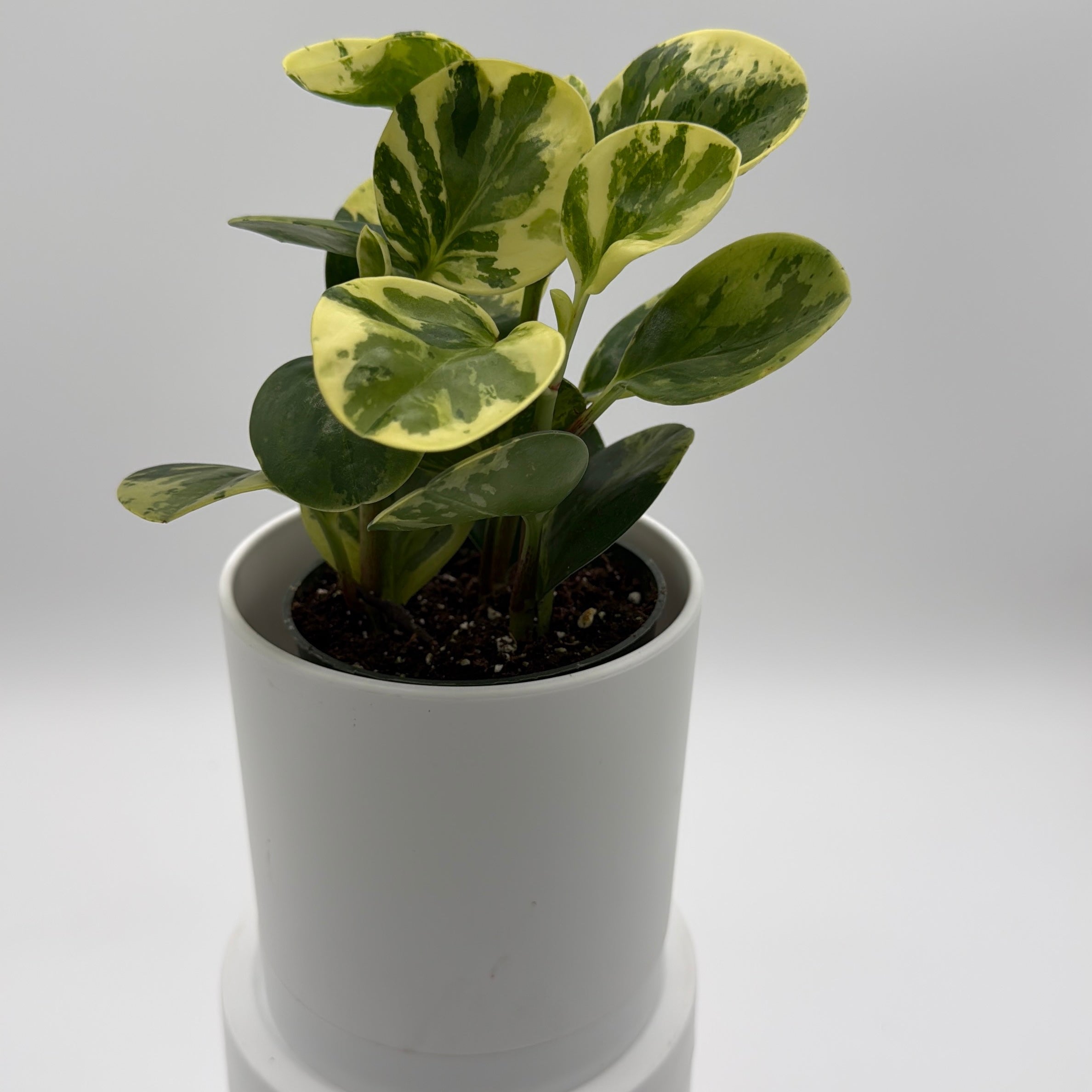 Peperomia Obtusifolia 'Pepperface'