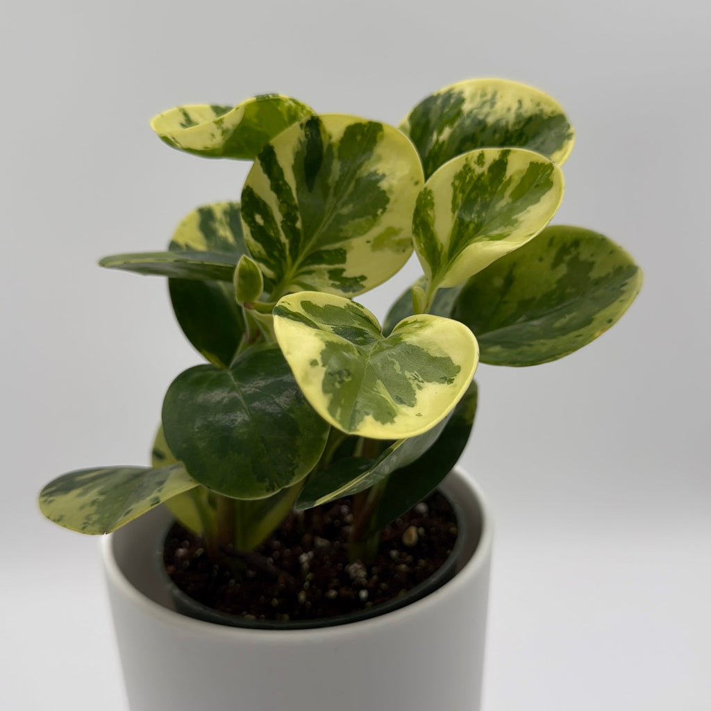 Peperomia Obtusifolia 'Pepperface'