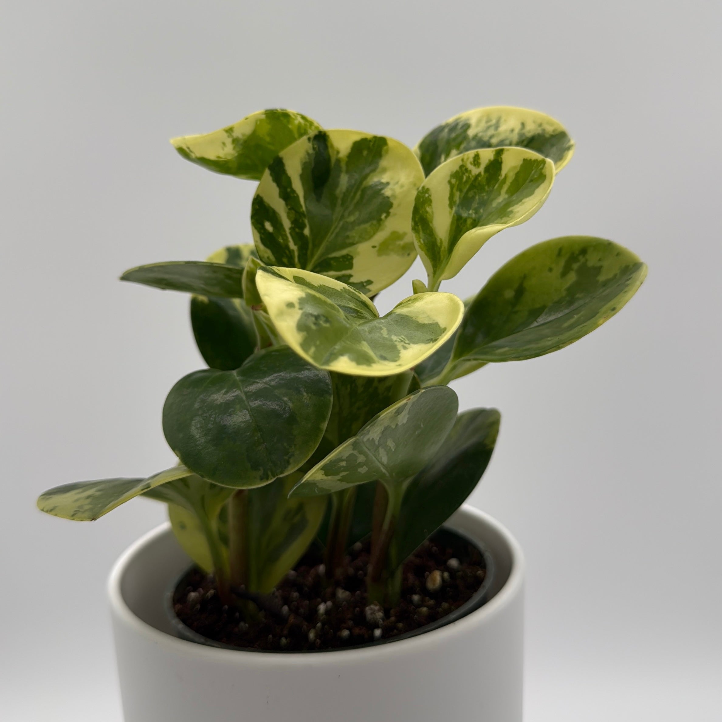 Peperomia Obtusifolia 'Pepperface'