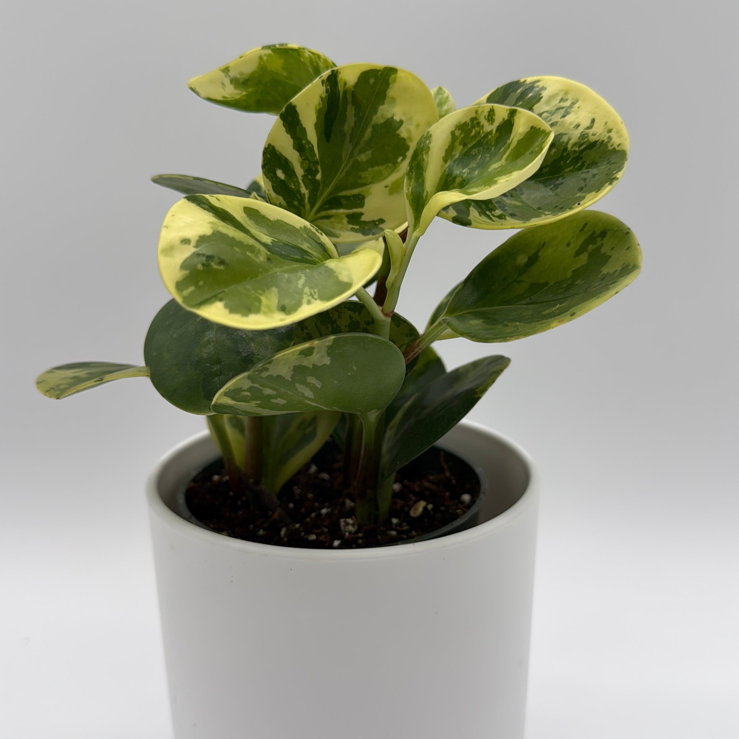 Peperomia Obtusifolia 'Pepperface'