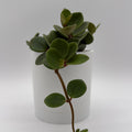 Peperomia 'Hope'