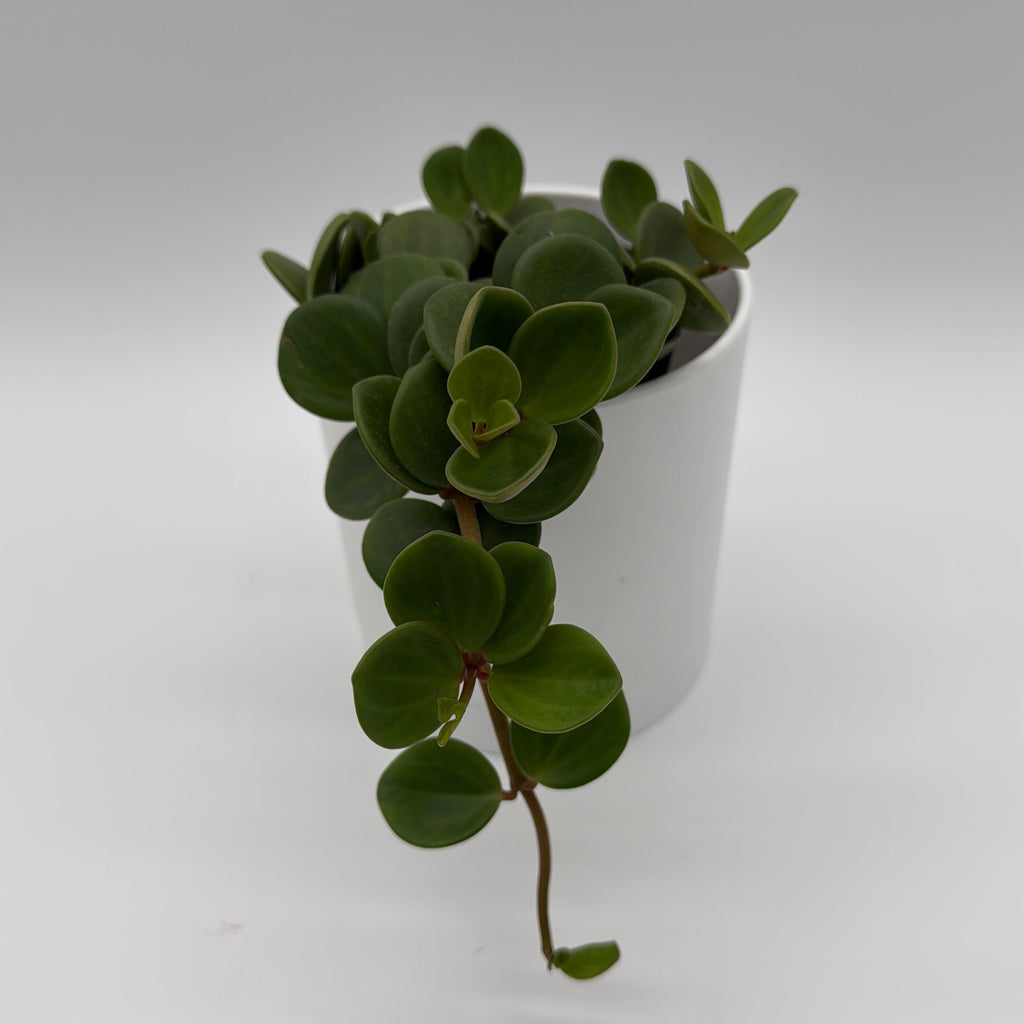 Peperomia 'Hope'