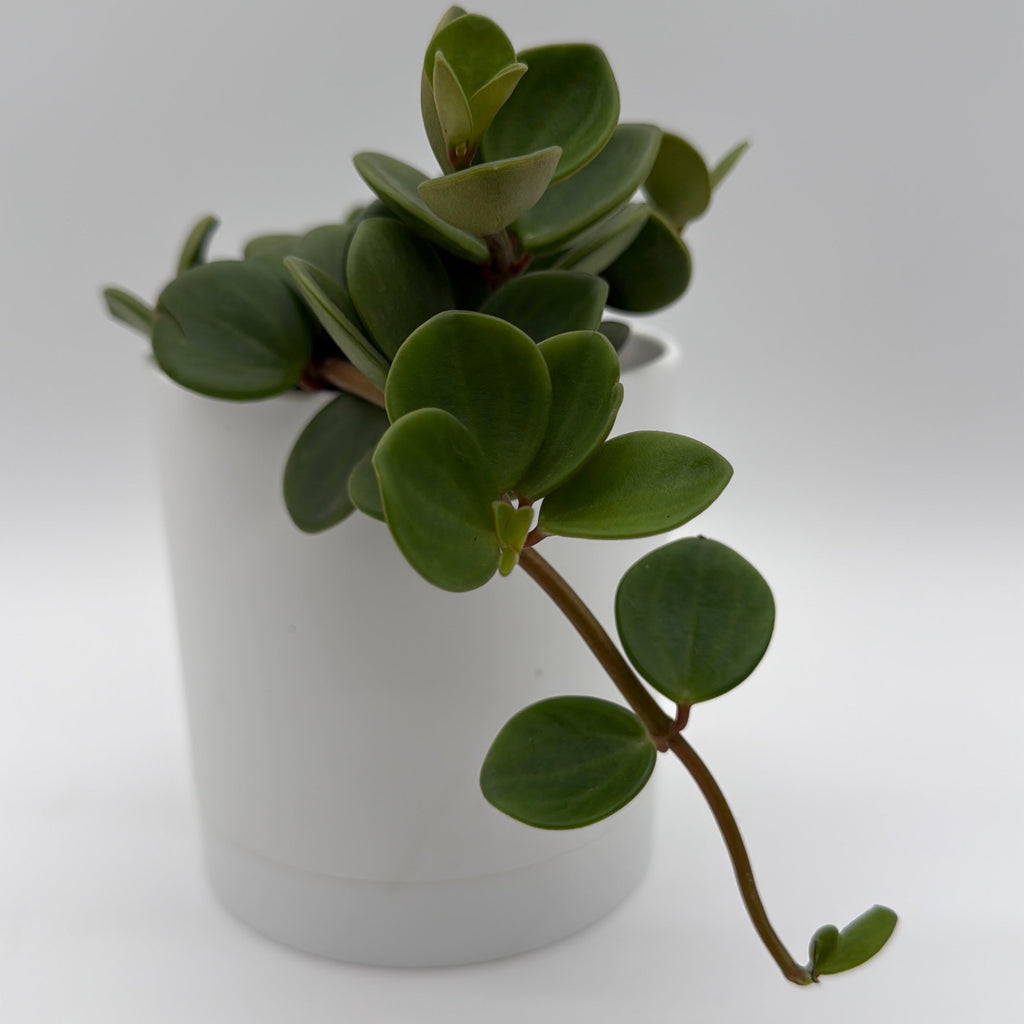 Peperomia 'Hope'