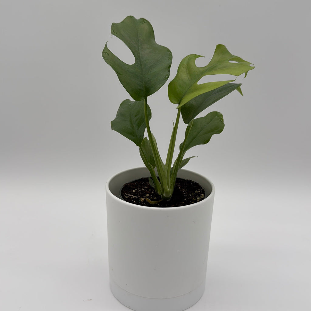 Rhaphidophora Tetrasperma (Mini Monstera)