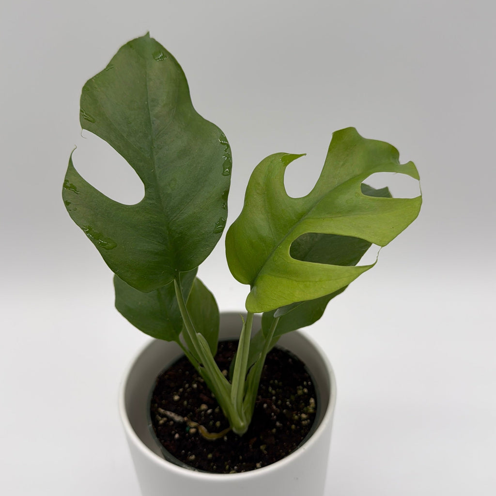 Rhaphidophora Tetrasperma (Mini Monstera)
