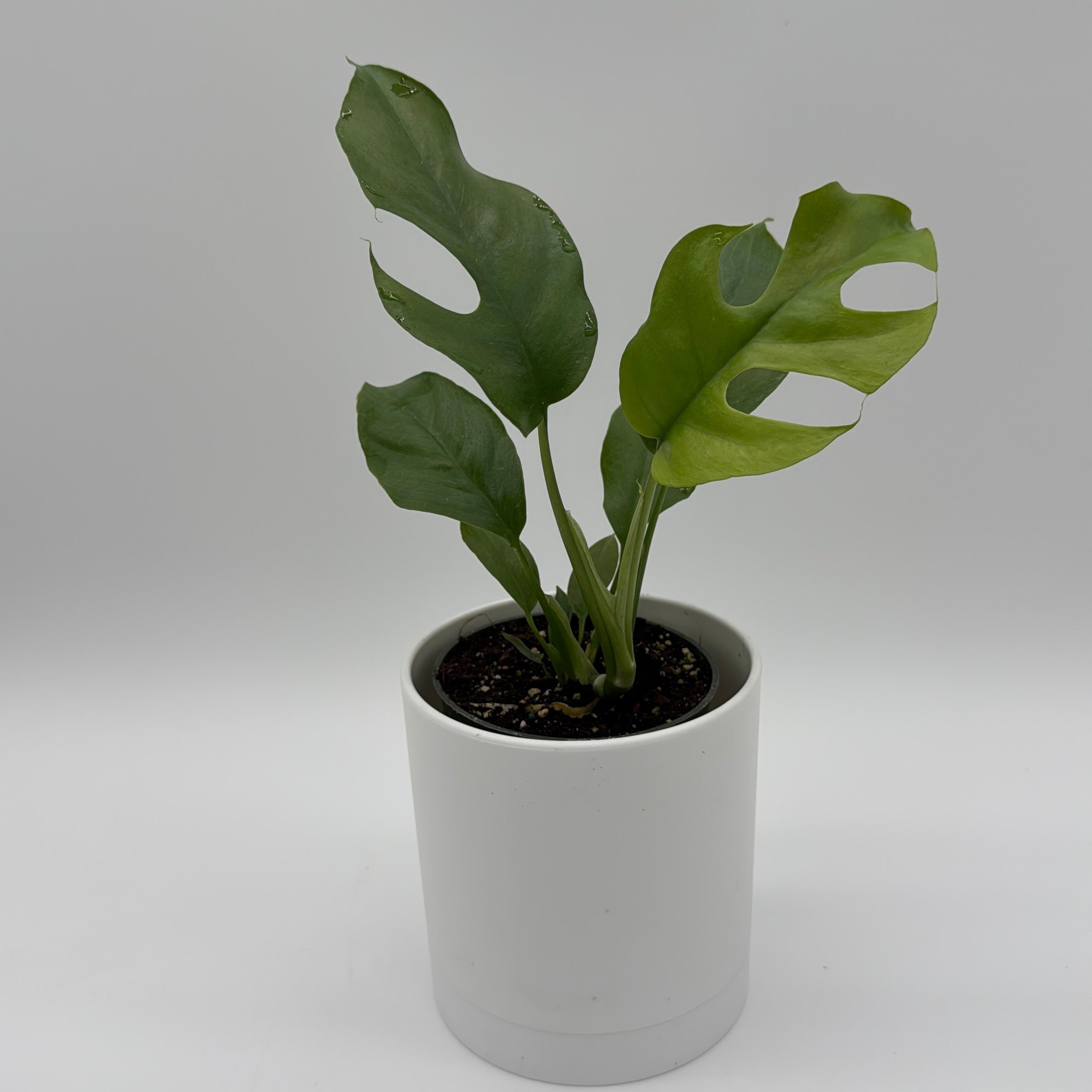 Rhaphidophora Tetrasperma (Mini Monstera)
