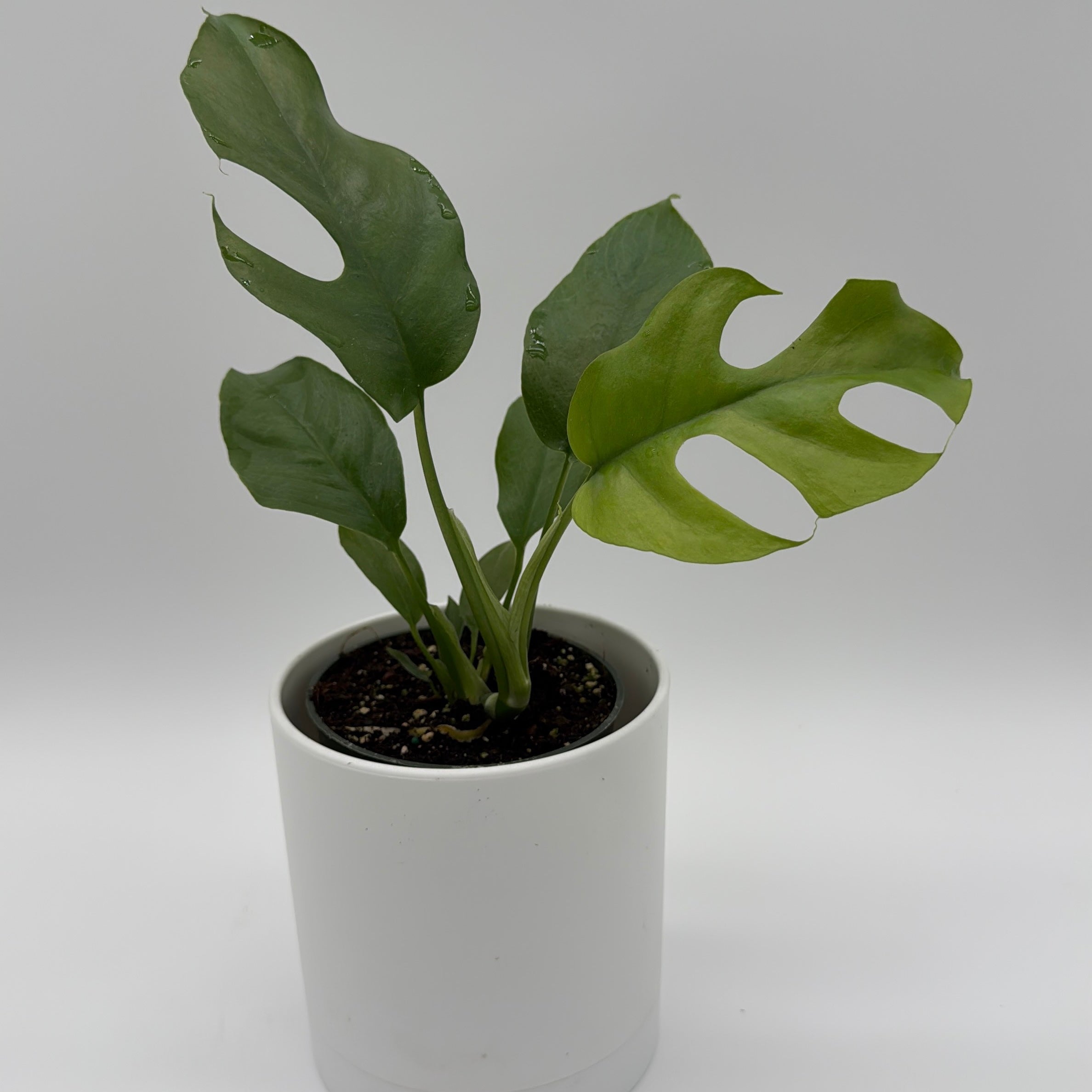 Rhaphidophora Tetrasperma (Mini Monstera)
