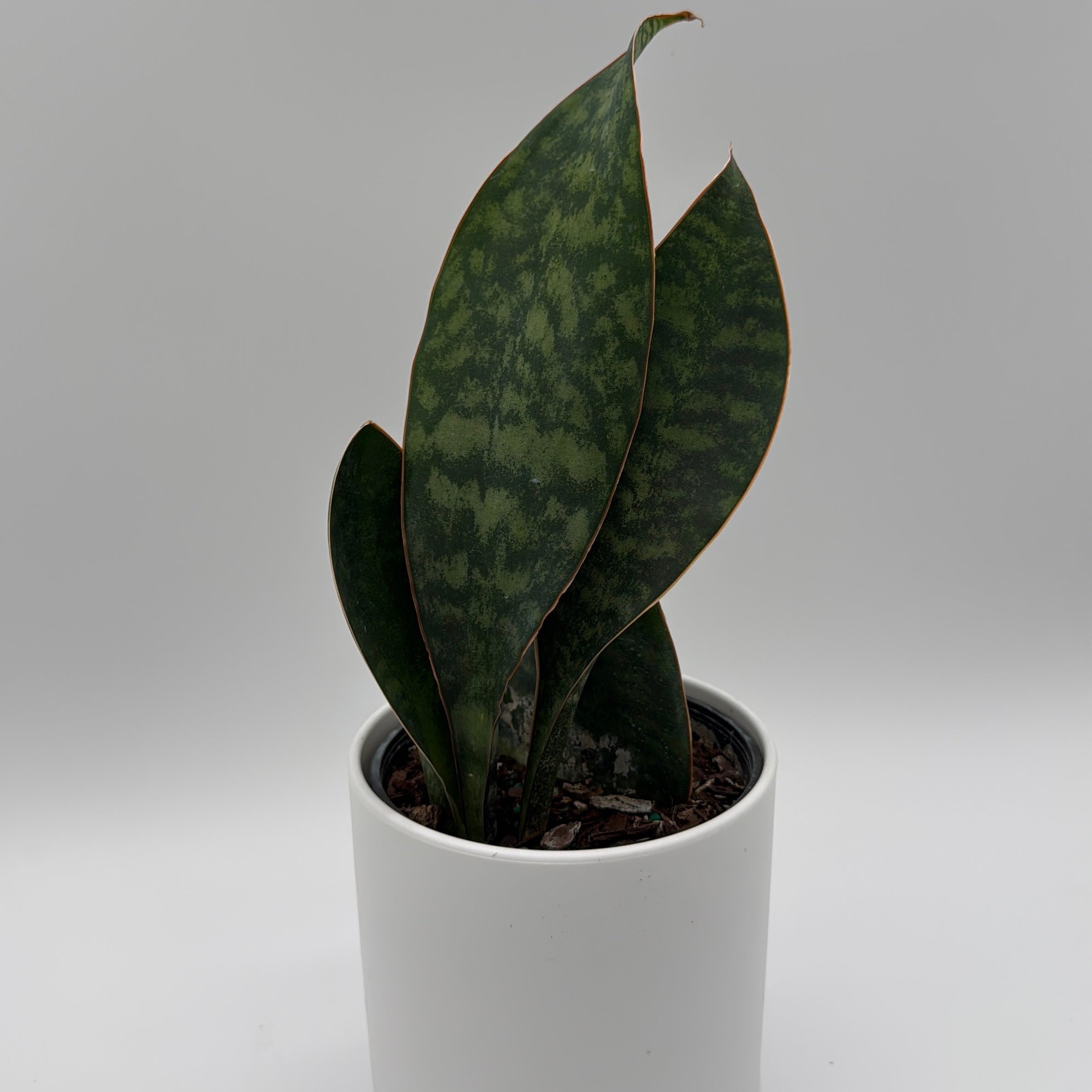 Sansevieria Masoniana (Whale Fin)