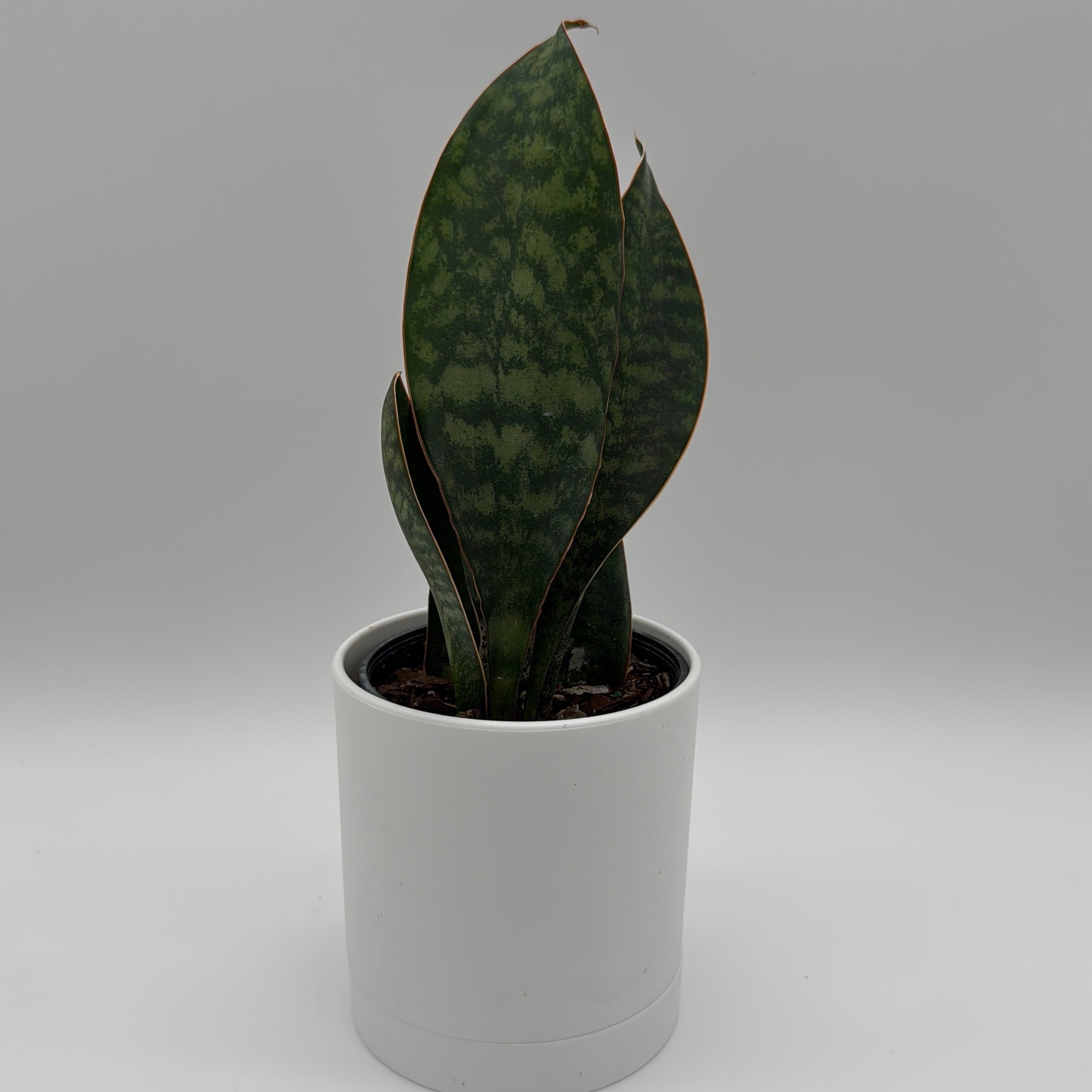 Sansevieria Masoniana (Whale Fin)