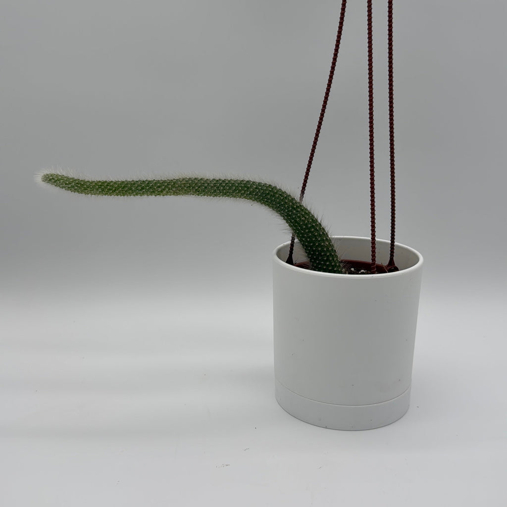 Monkey Tail Cactus