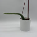 Monkey Tail Cactus