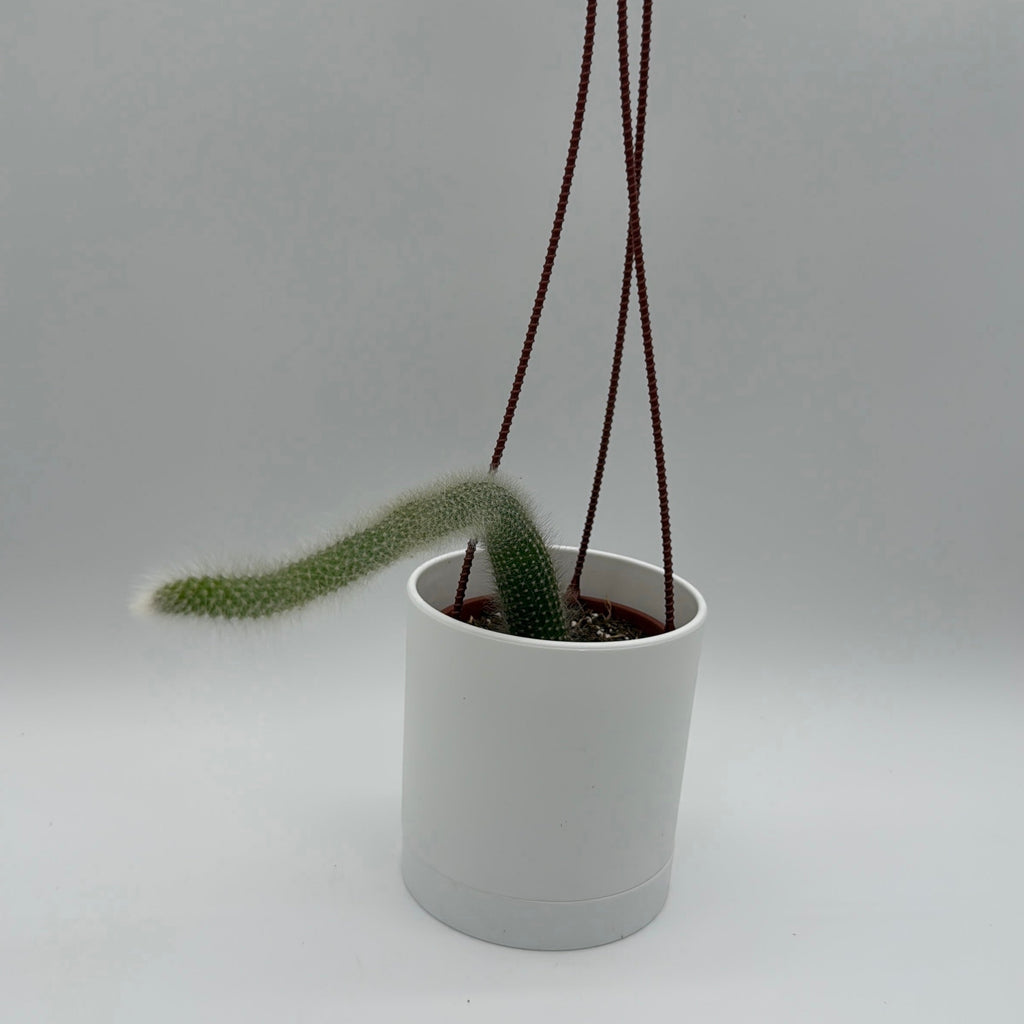 Monkey Tail Cactus