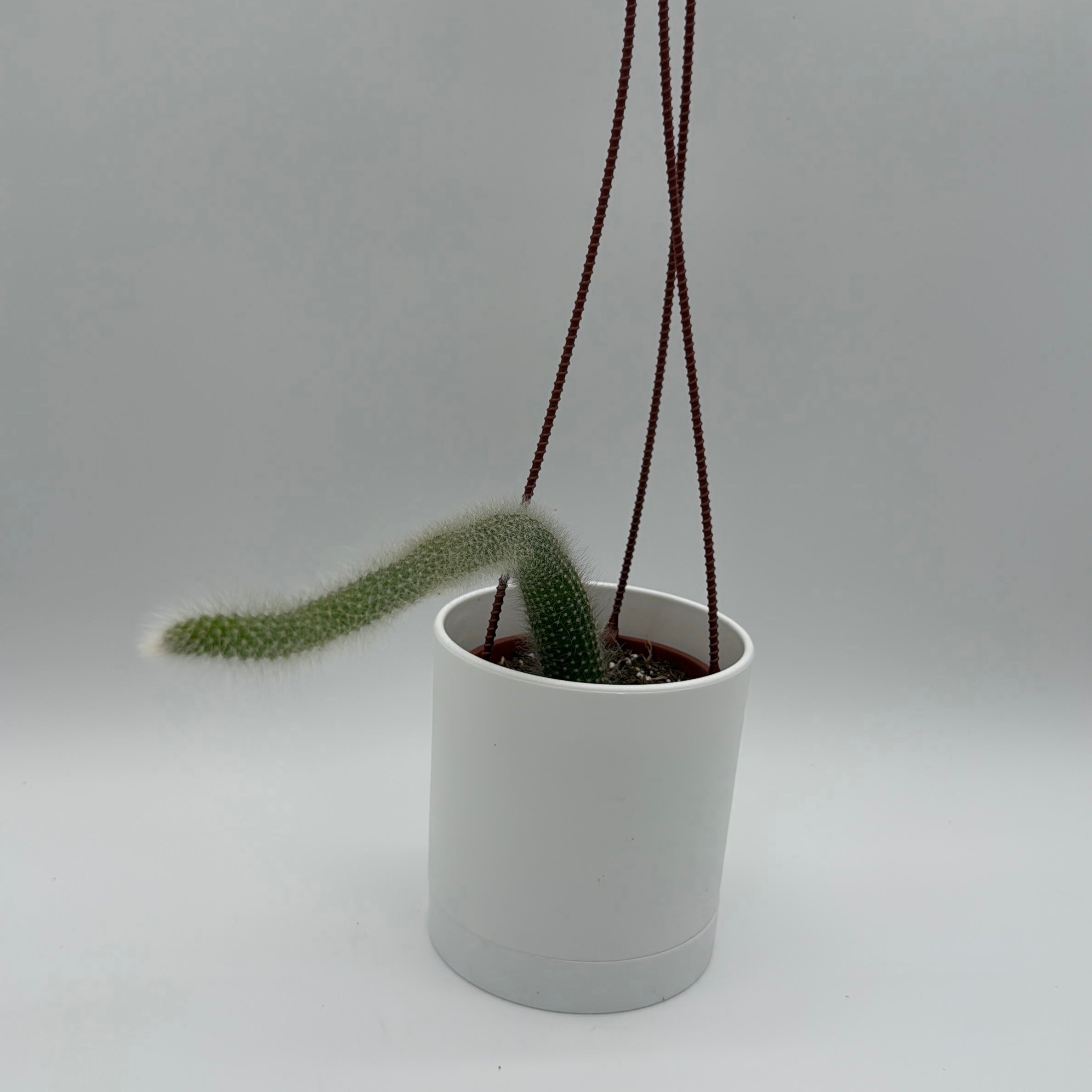 Monkey Tail Cactus