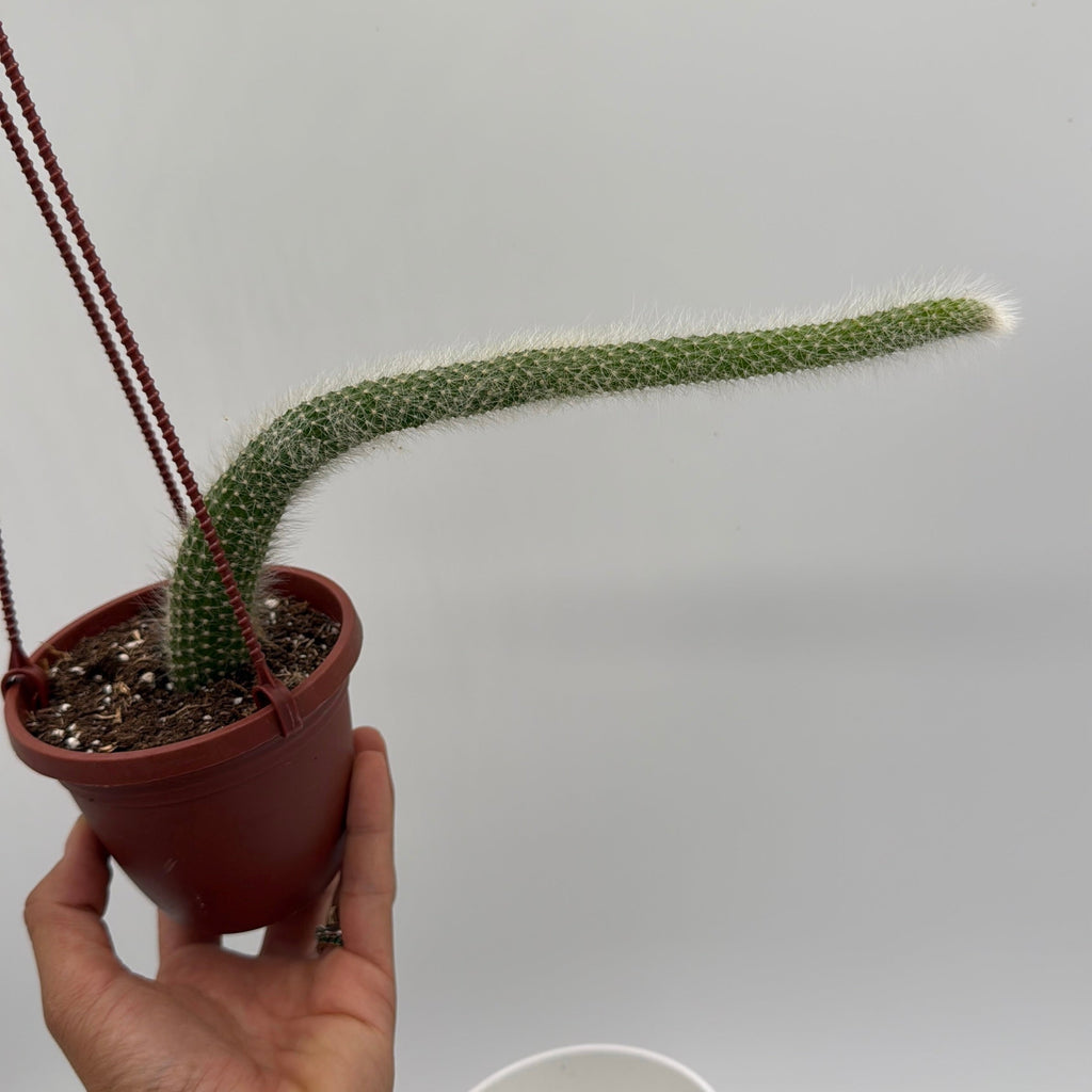 Monkey Tail Cactus