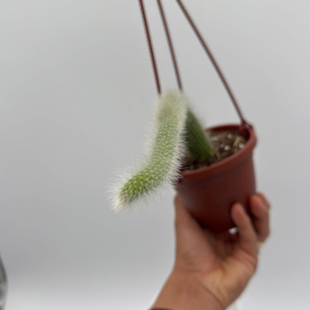 Monkey Tail Cactus