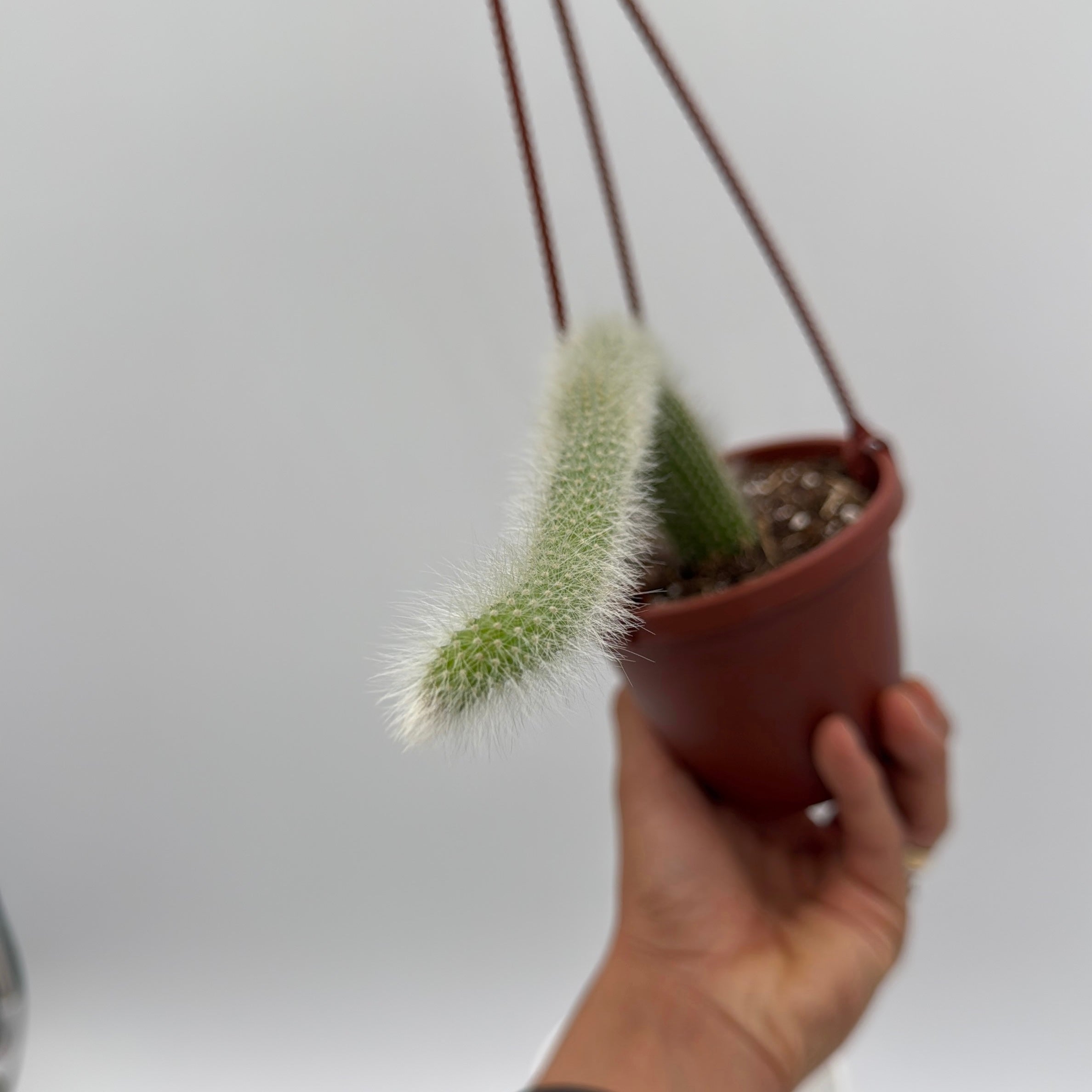 Monkey Tail Cactus
