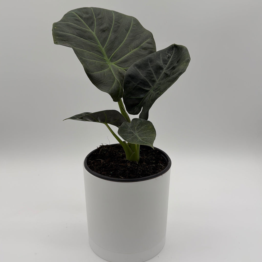 Alocasia Regal Shields Sumo