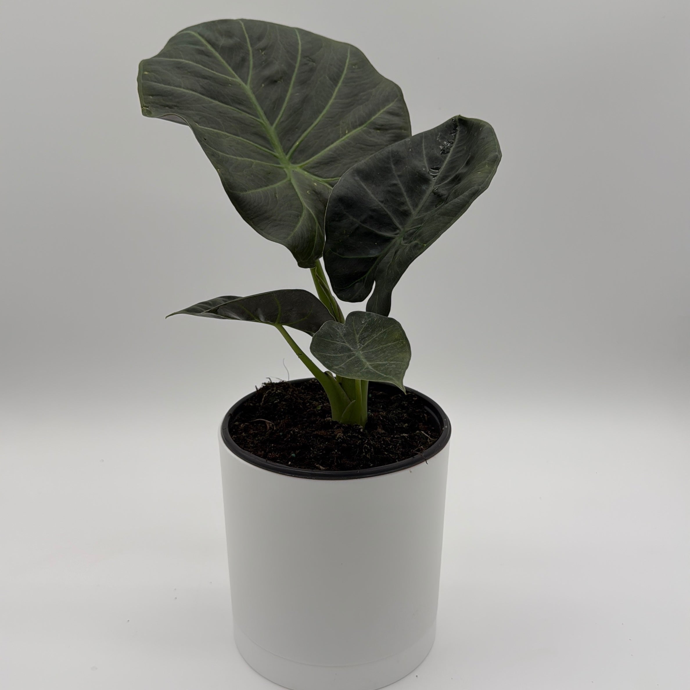 Alocasia Regal Shields Sumo